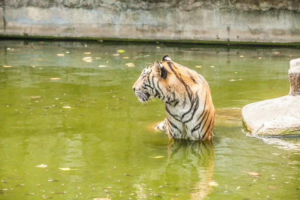 Sumatran Tiger in Thailand zoo. — Stock Photo, Image