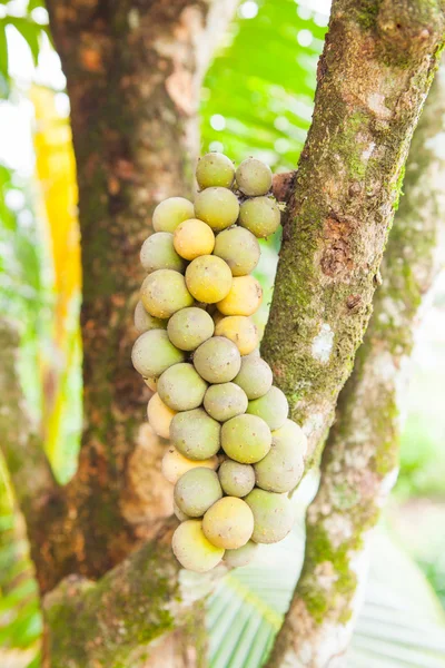 Largo Gong fruta en el árbol en el jardín de frutas.Tailandia — Foto de Stock