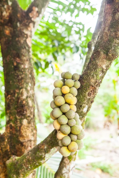 Largo Gong fruta en el árbol en el jardín de frutas.Tailandia —  Fotos de Stock