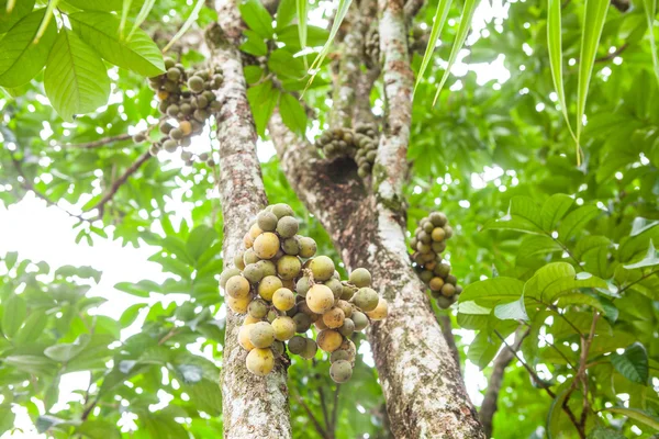 Largo Gong fruta en el árbol en el jardín de frutas.Tailandia —  Fotos de Stock