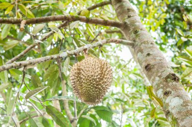 Taze durian durian ağaç üzerinde