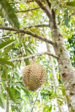 Taze durian durian ağaç üzerinde