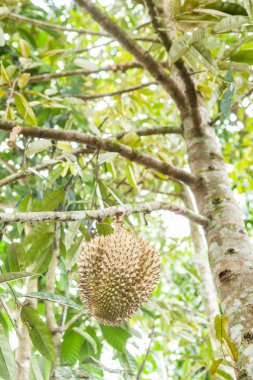 Taze durian durian ağaç üzerinde