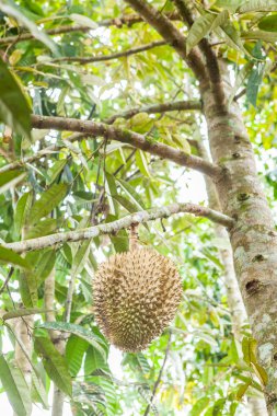 Taze durian durian ağaç üzerinde