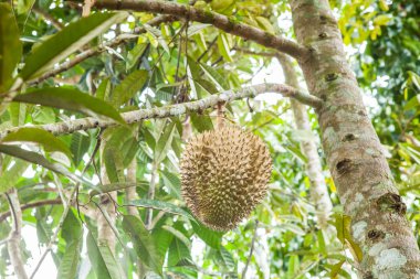 Taze durian durian ağaç üzerinde