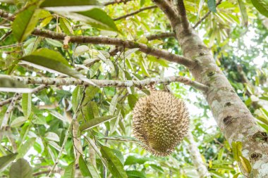 Taze durian durian ağaç üzerinde