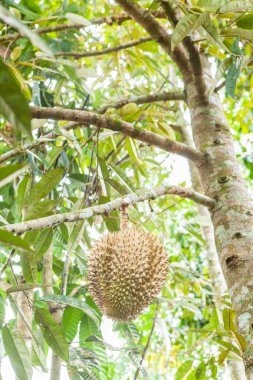 Taze durian durian ağaç üzerinde