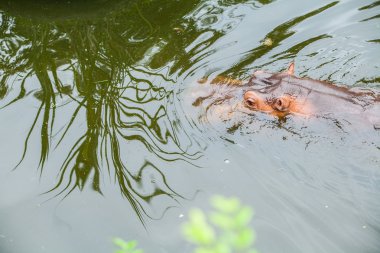 Tayland bir hayvanat bahçesi yüzme su aygırı