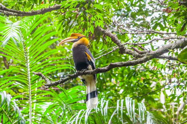 Grande hornbill — Foto Stock