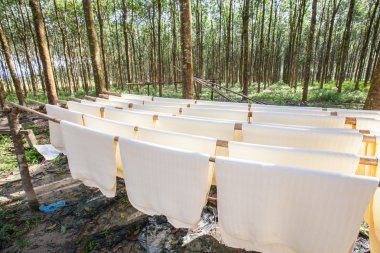 Ham kauçuk sayfaları