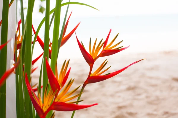 Arreglo floral en una boda en la playa —  Fotos de Stock