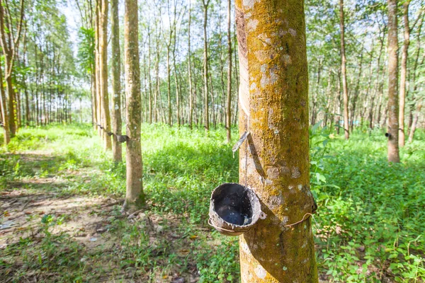 Árbol de caucho en el sur de Tailandia — Foto de Stock