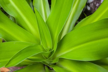 örümcek lily ağacının yaprakları 