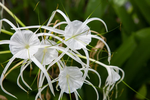 Flores de lirio blanco en un jardín — Foto de Stock