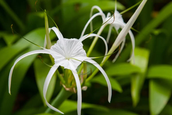 Flores de lirio blanco en un jardín — Foto de Stock