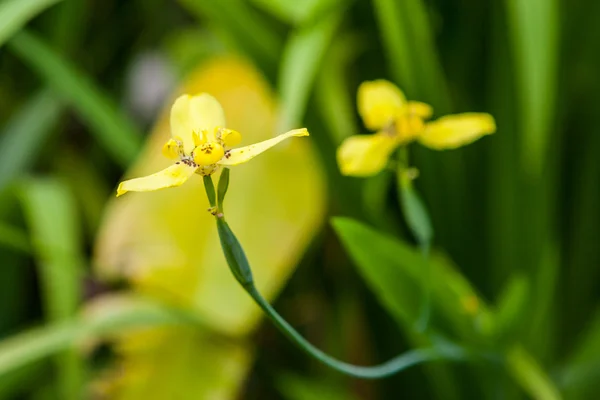 Orchidea di terra gialla — Foto Stock