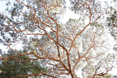 Büyük ağaç ve dal