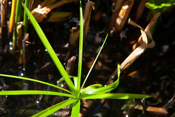 Vatten reed — Stockfoto