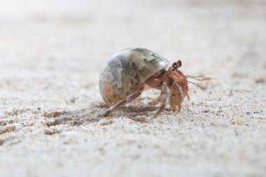 pavurya kum üzerinde