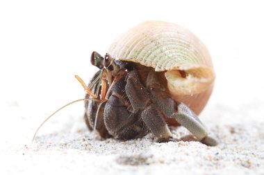 pavurya kum üzerinde