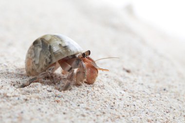 pavurya kum üzerinde