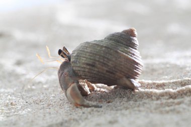 pavurya kum üzerinde