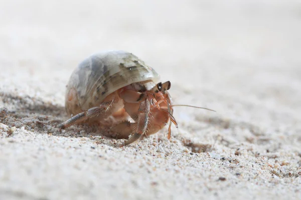 Crabe ermite sur sable — Photo