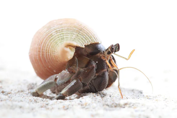 Caranguejo eremita na areia — Fotografia de Stock