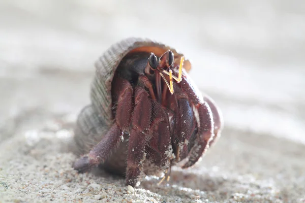 Krab poustevník na písku — Stock fotografie
