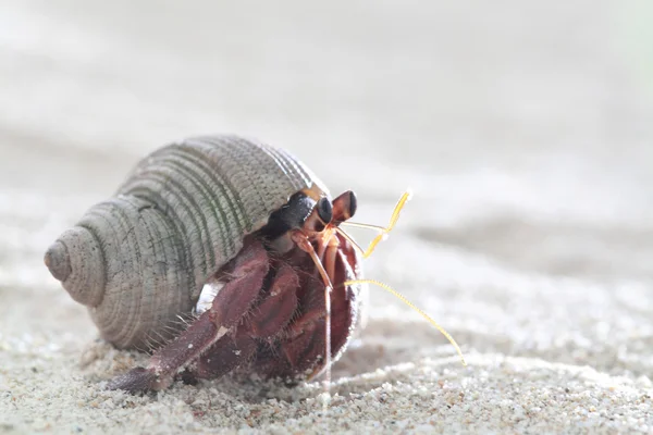 Caranguejo eremita na areia — Fotografia de Stock