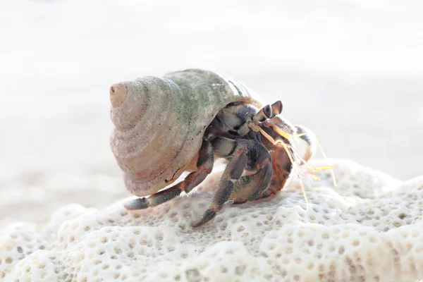 Krab poustevník na písku — Stock fotografie