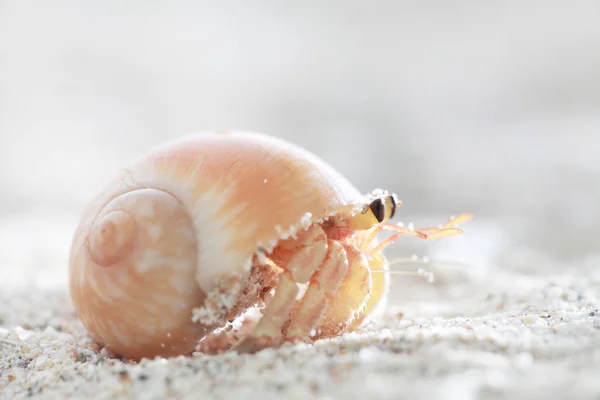Hermit Crab on sand — Stock Photo, Image