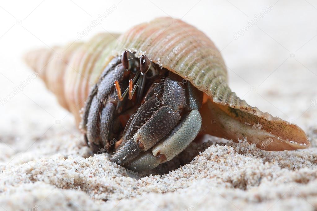 Hermit Crab on sand