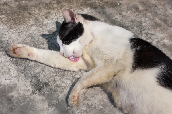 Gato callejero — Foto de Stock