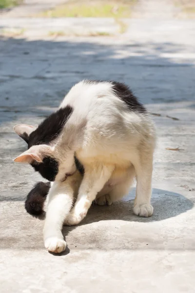 Gato selvagem — Fotografia de Stock