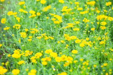 Bahçedeki çiçekler