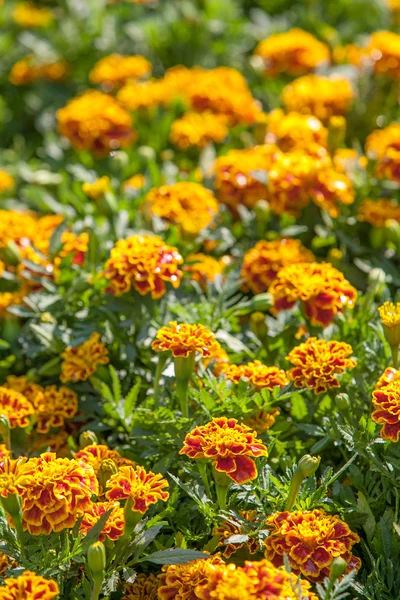 Blumen im Garten — Stockfoto