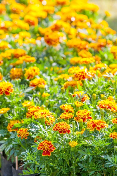 庭の花 — ストック写真