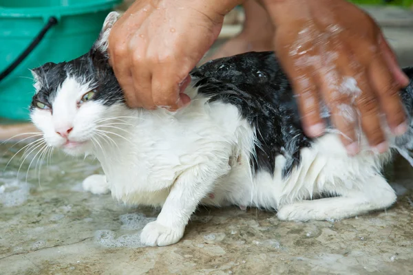 Kedi yıkama — Stok fotoğraf