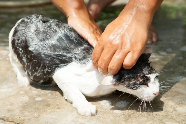 Kedi yıkama — Stok fotoğraf