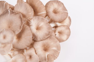 istiridye mantar beyaz kağıt arka plan üzerinde