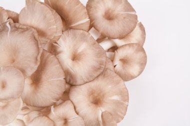 istiridye mantar beyaz kağıt arka plan üzerinde