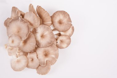 istiridye mantar beyaz kağıt arka plan üzerinde