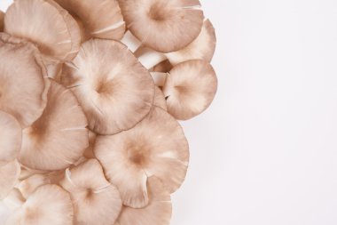 istiridye mantar beyaz kağıt arka plan üzerinde