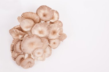 istiridye mantar beyaz kağıt arka plan üzerinde