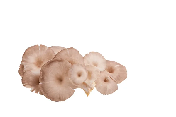 Oyster mushroom on white paper background — Stock Photo, Image