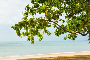 plaj ve tropikal deniz 