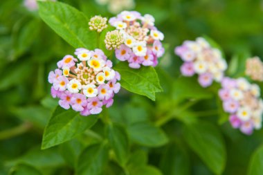 Tayland Bahçe güzel çiçek.