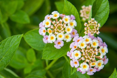 Tayland Bahçe güzel çiçek.
