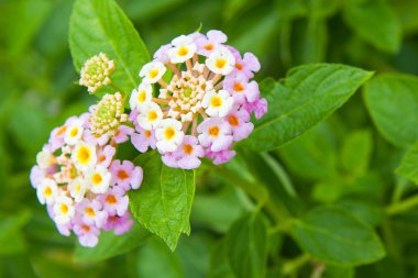 Tayland Bahçe güzel çiçek.